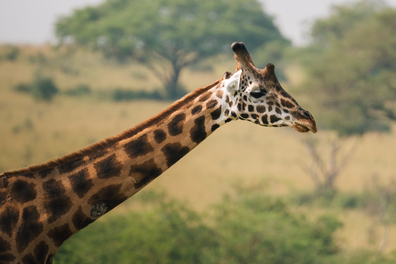 Giraffe in Murchison falls 