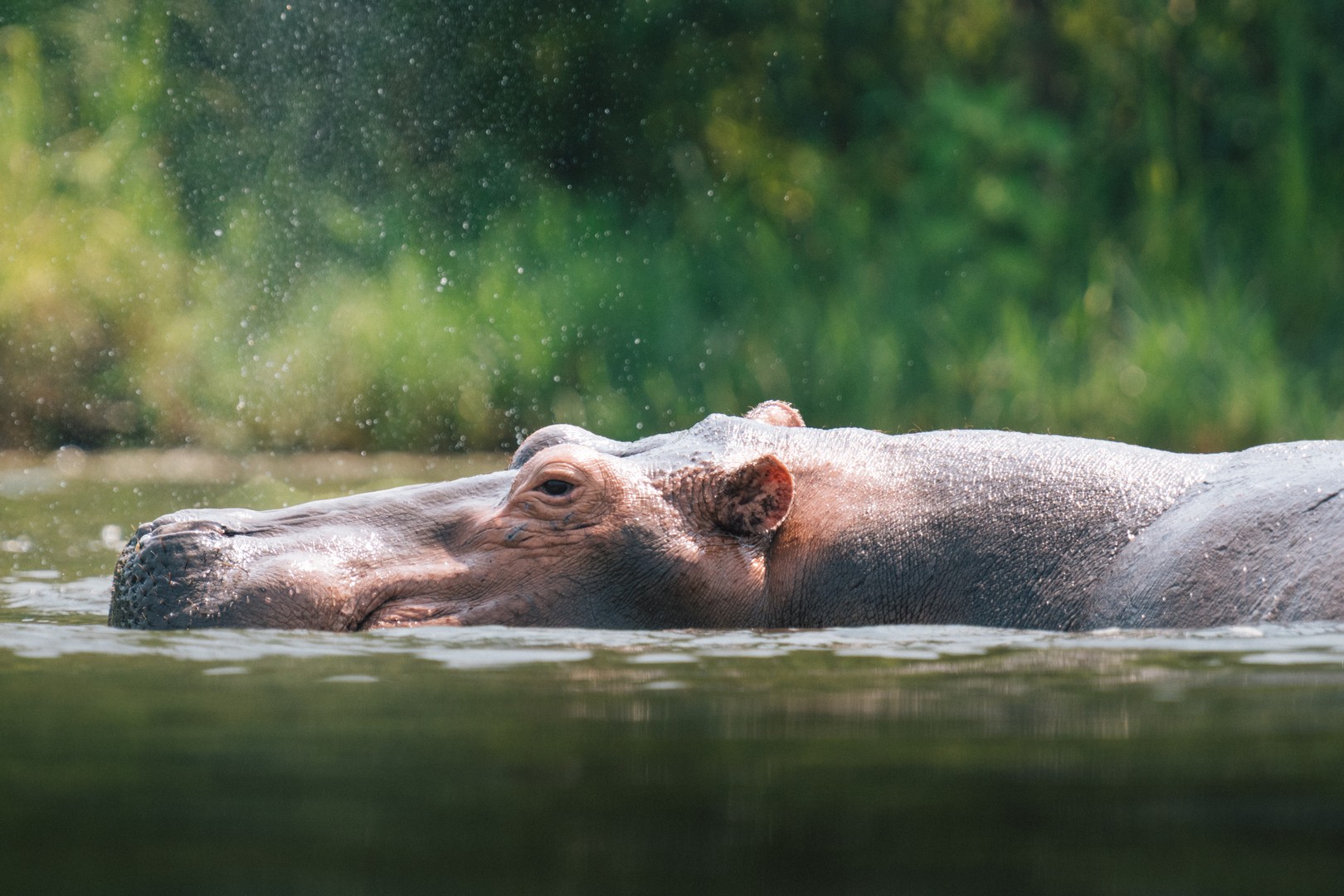 Hippo in the Nile/ Murchison Falls National Park