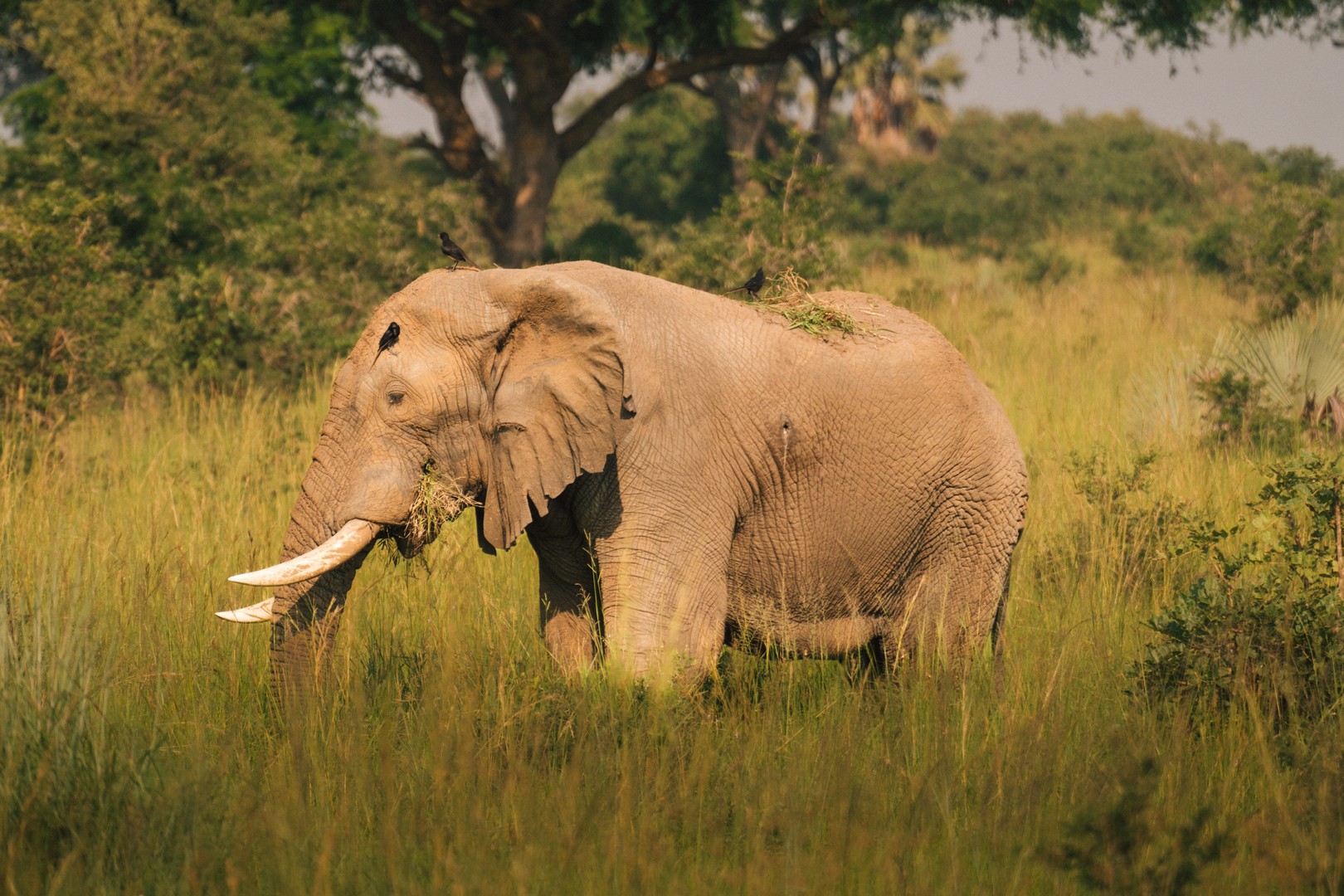 14 Days Kenya National Parks Safari