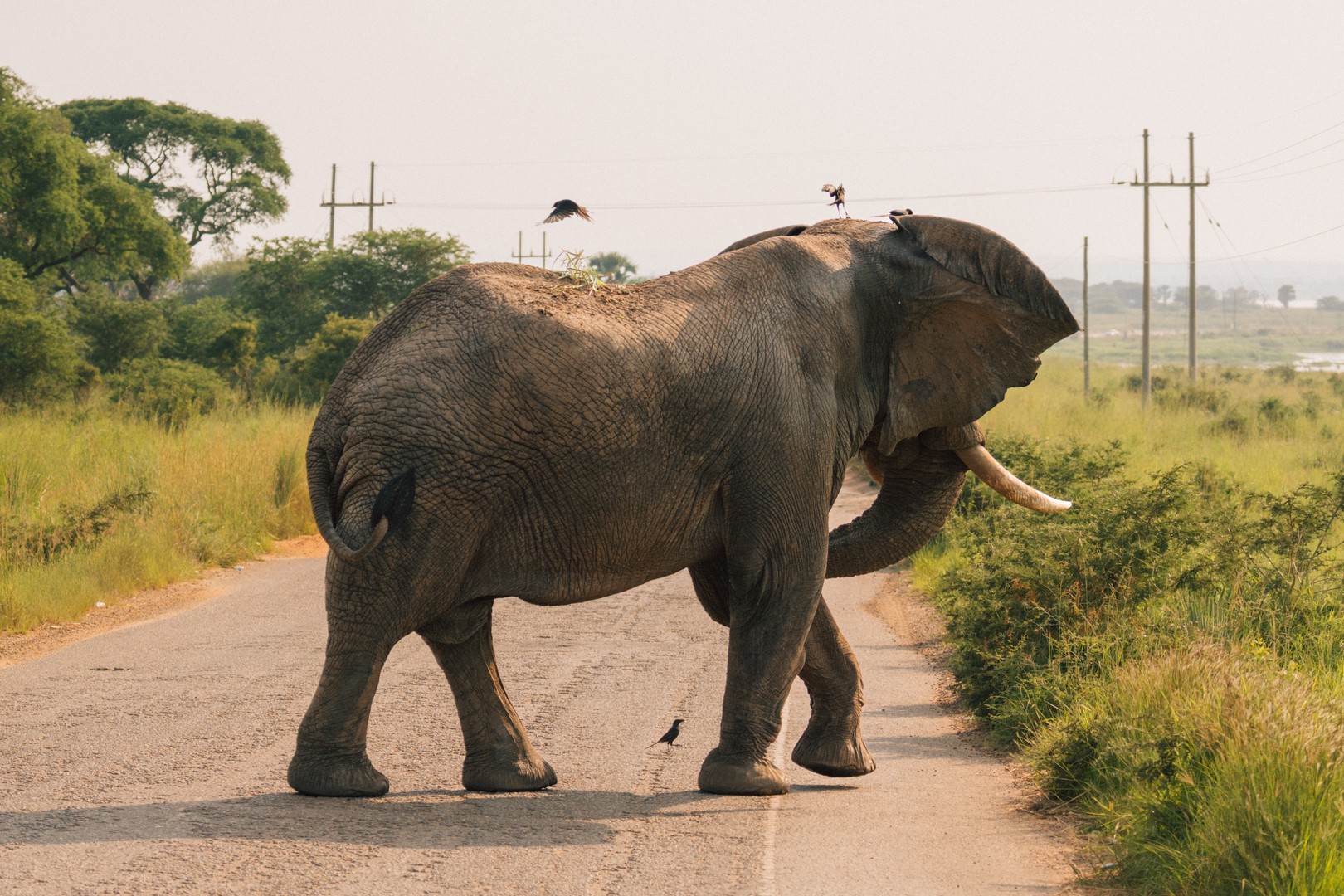 An Elephant among the Big Five