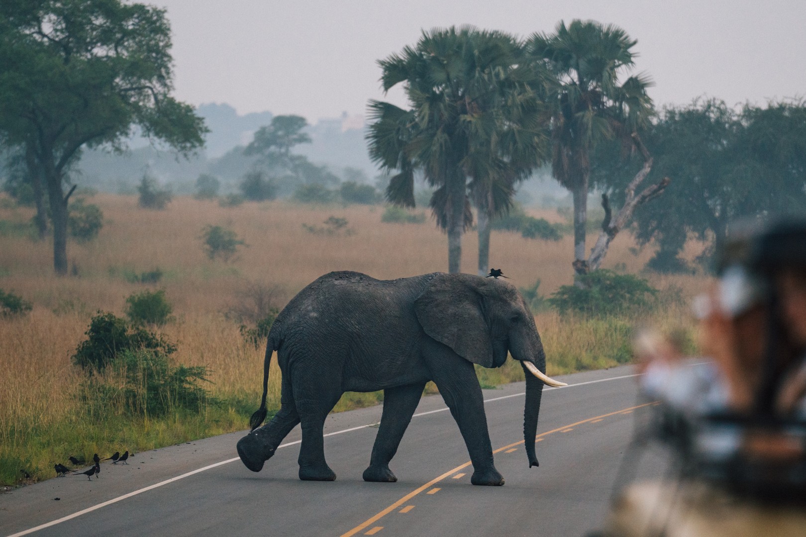 3 Day Queen Elizabeth Wildlife  Safari