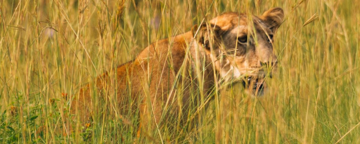 Why Combine Gorilla and Big Five Safari