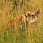 Why Combine Gorilla and Big Five Safari