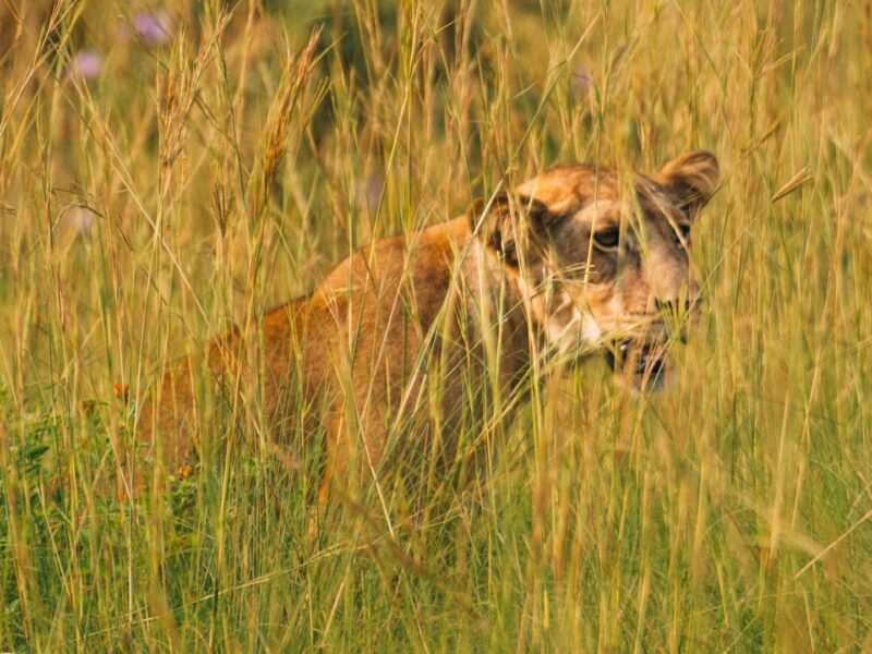 Why Combine Gorilla and Big Five Safari