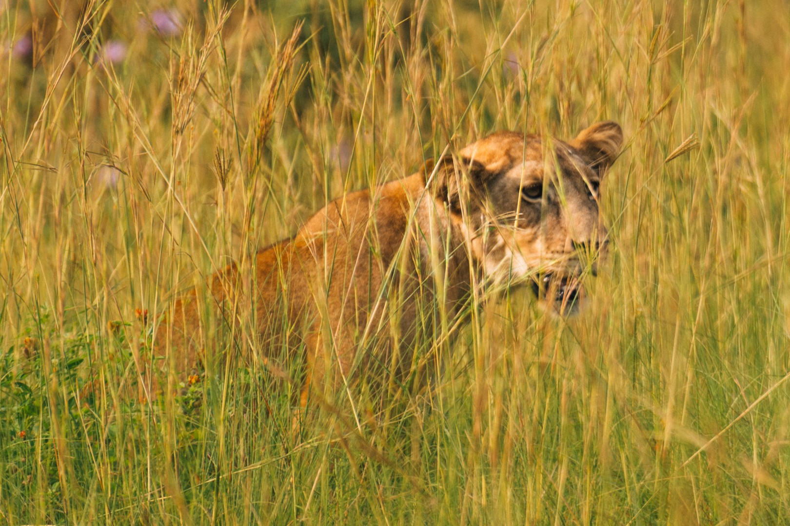 Why Combine Gorilla and Big Five Safari