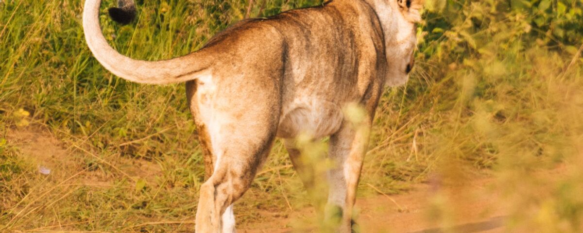 Lion among the Big Five