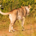 Lion among the Big Five