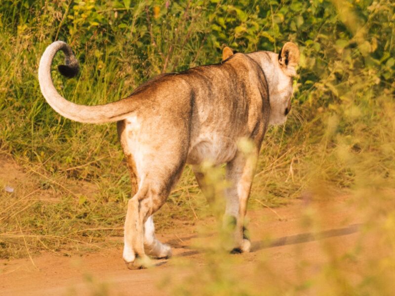 Lion among the Big Five