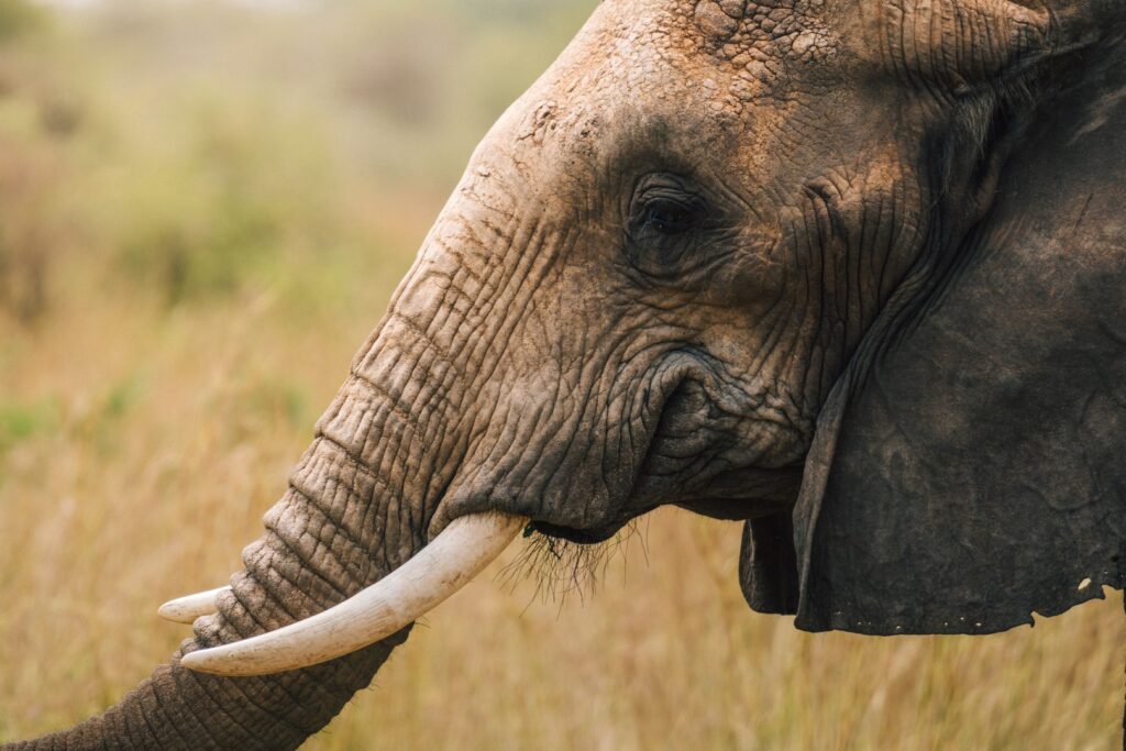 Best Safari Lodges for Honeymooners