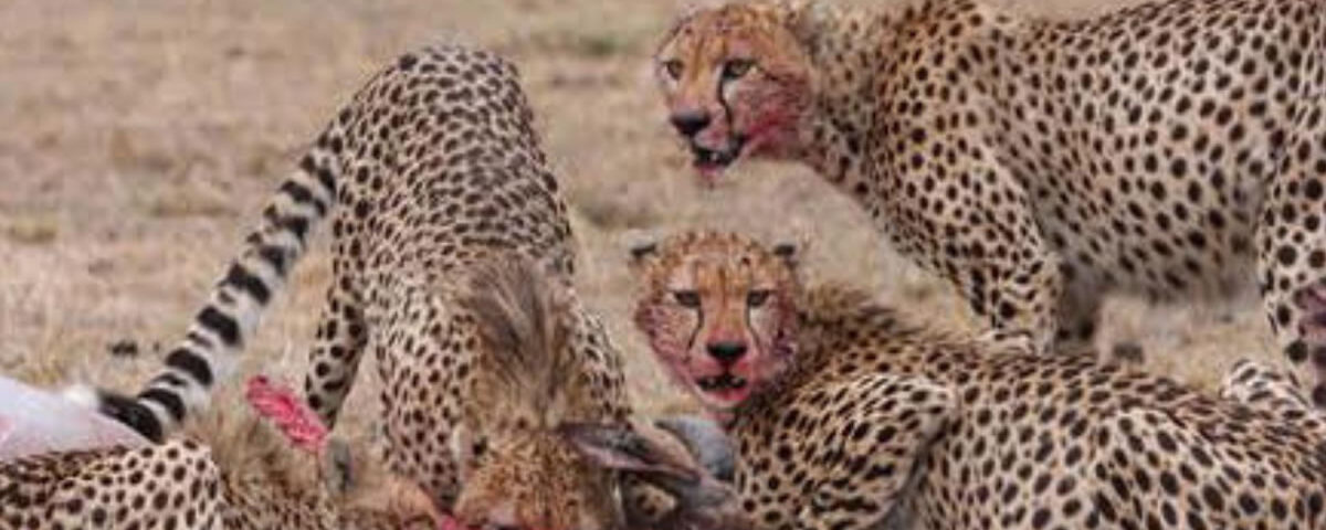 8 Days Samburu and Masai Mara Safari