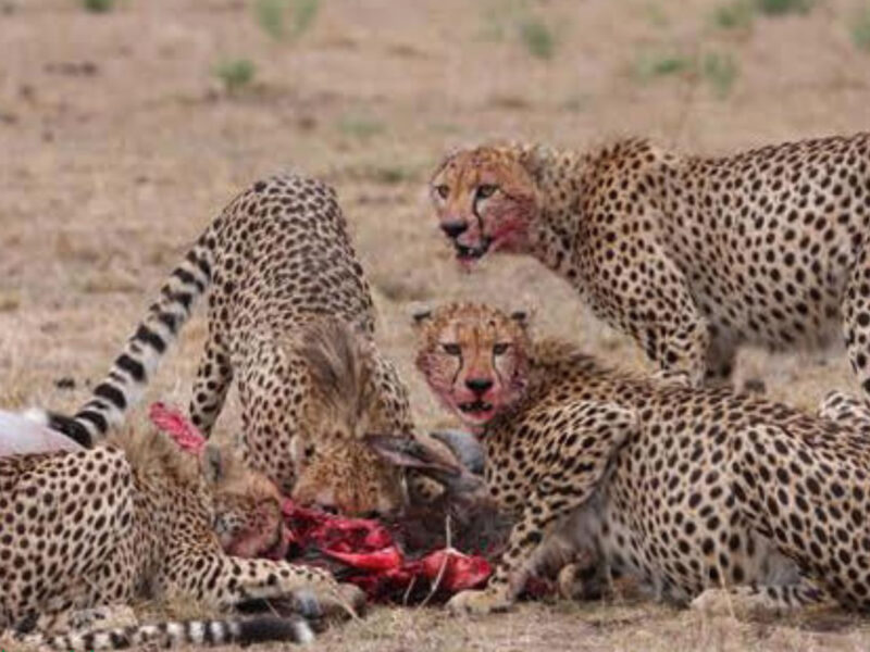 8 Days Samburu and Masai Mara Safari