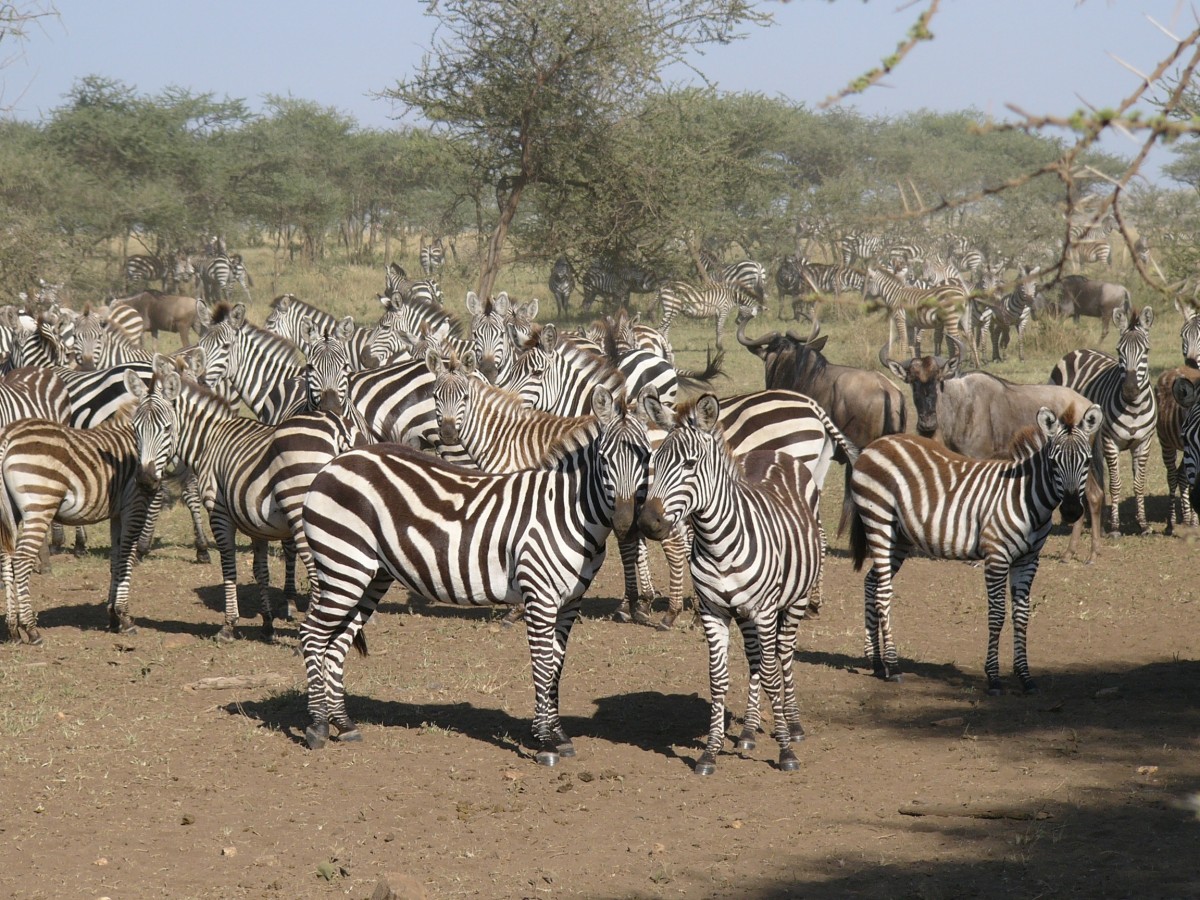 9 Days Kenya Wildlife Circuit Safari