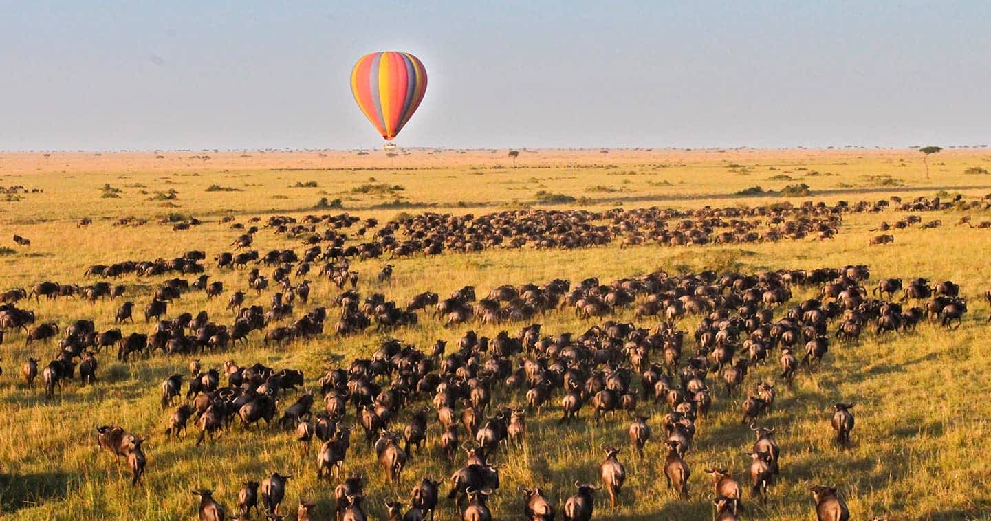 9 Days Masai Mara Migration Safari