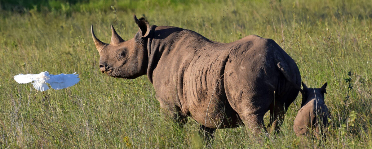 Why Are They Called the Big Five?