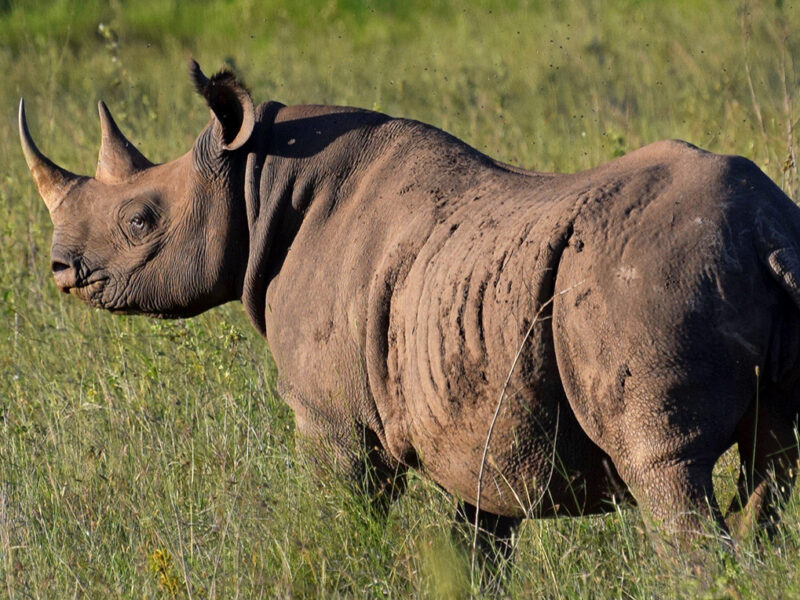 Why Are They Called the Big Five?