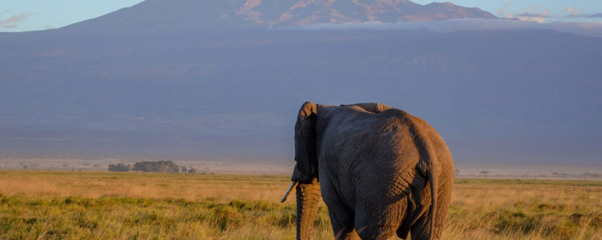 5 Days Kenya Wildlife Safari