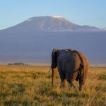 5 Days Kenya Wildlife Safari