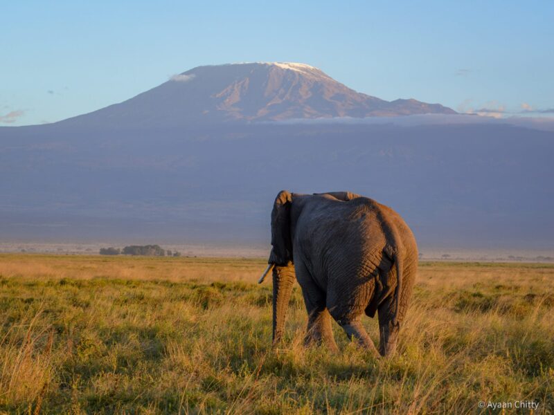 5 Days Kenya Wildlife Safari