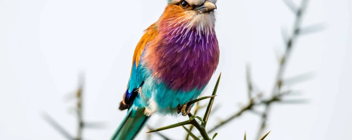 Combining Gorilla Trekking, Wildlife and Birding