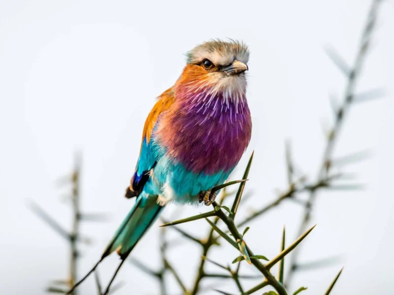 Combining Gorilla Trekking, Wildlife and Birding