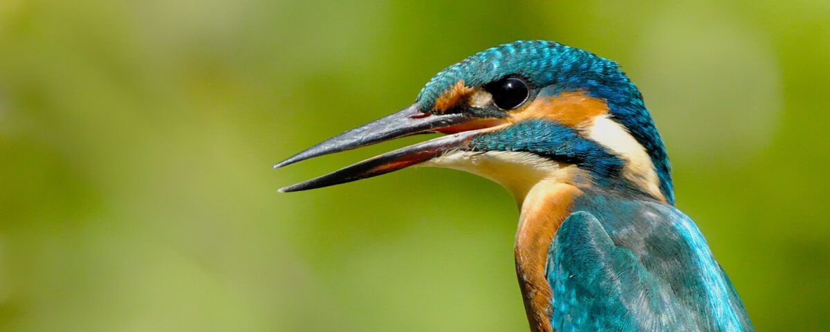 Birding in Uganda and Kenya 2026