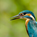 Birding in Uganda and Kenya 2026