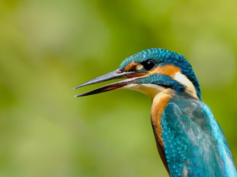 Birding in Uganda and Kenya 2026