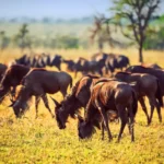 7 Days Masai Mara and Samburu Safari