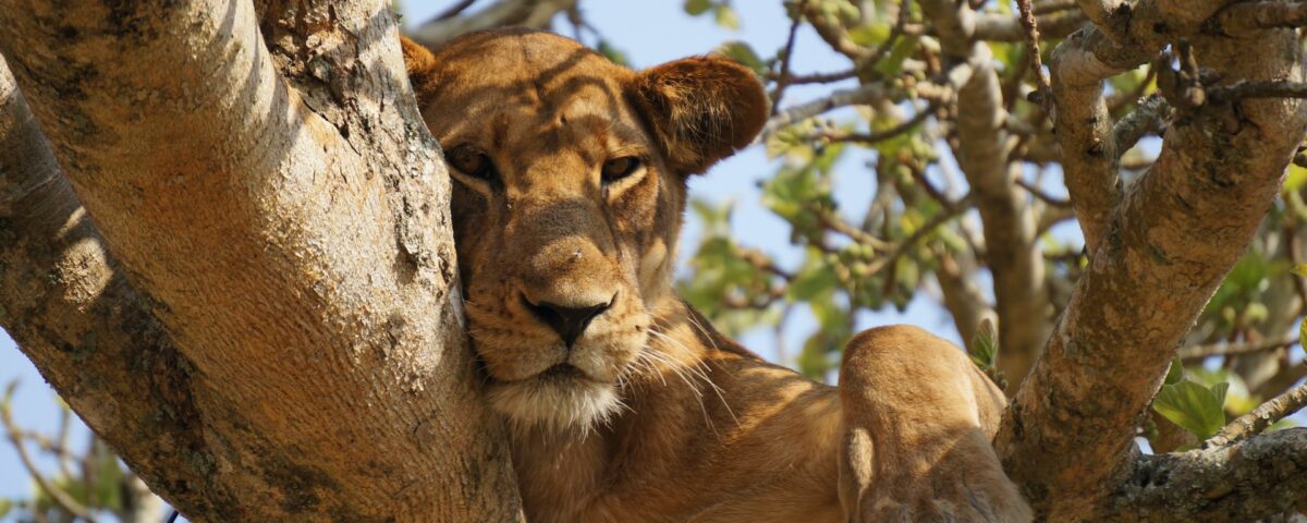 Complete Uganda Safari Guide 2026