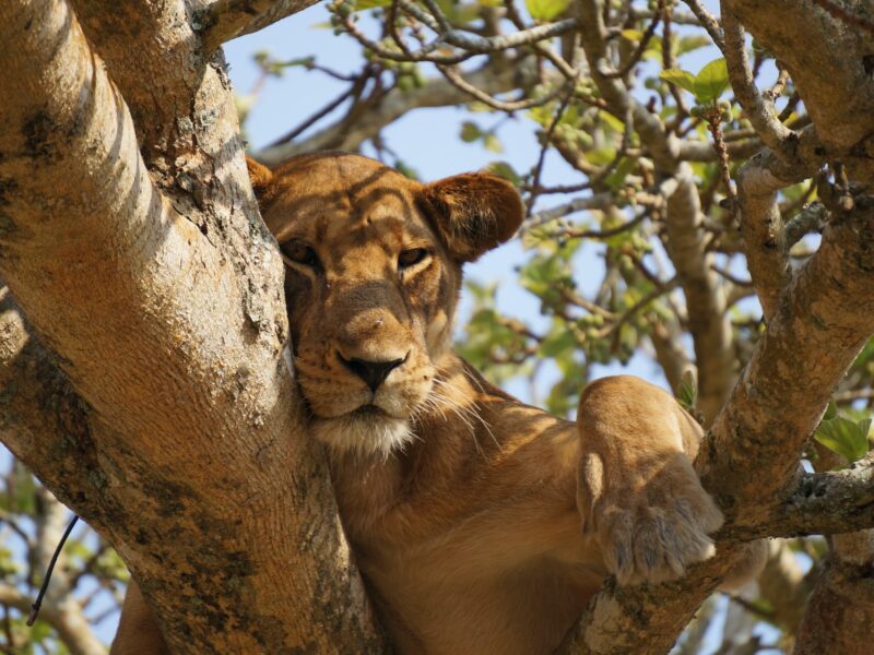 Complete Uganda Safari Guide 2026