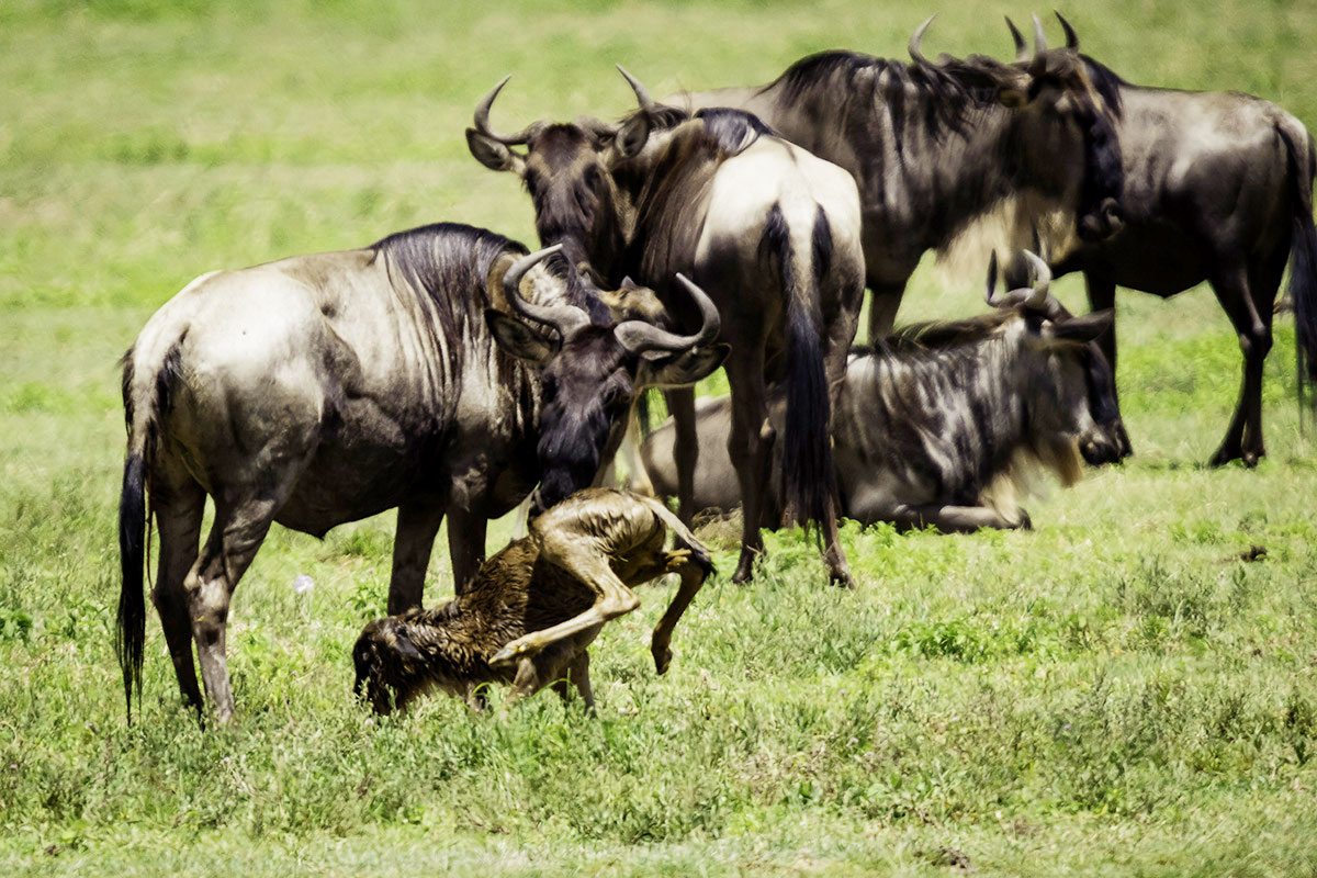 5 Days Lake Nakuru and Masai Mara Safari