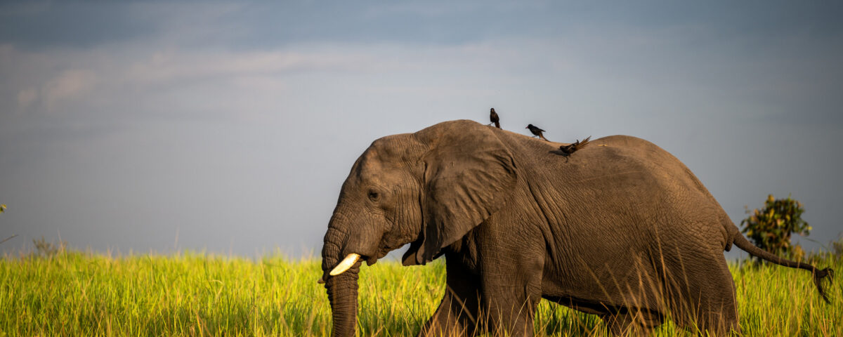 5 Days Amboseli and Tsavo Safari Experience