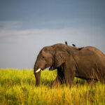 5 Days Amboseli and Tsavo Safari Experience