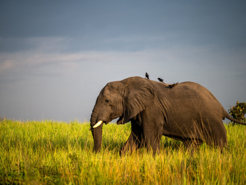 5 Days Amboseli and Tsavo Safari Experience