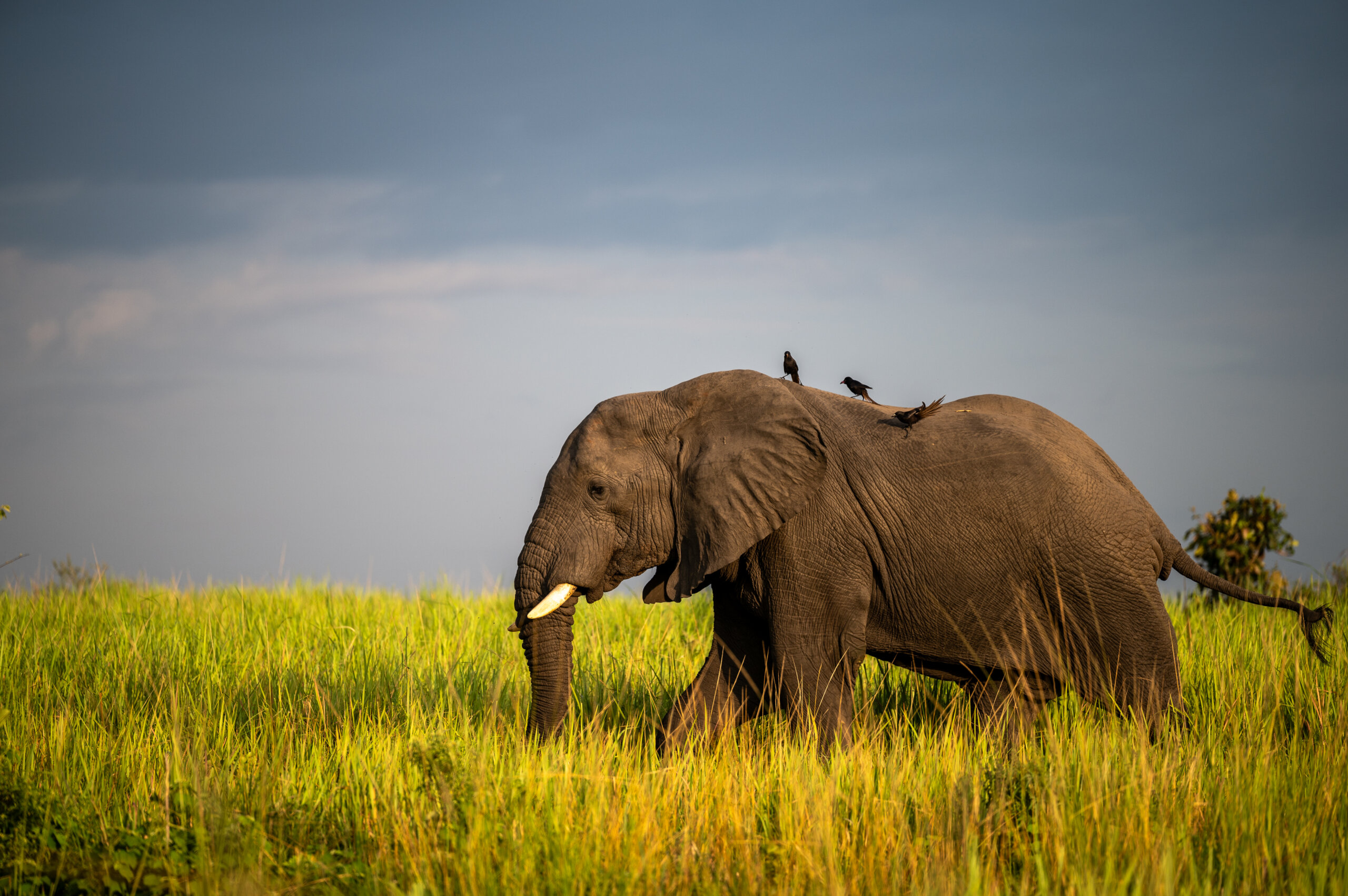 5 Days Amboseli and Tsavo Safari Experience