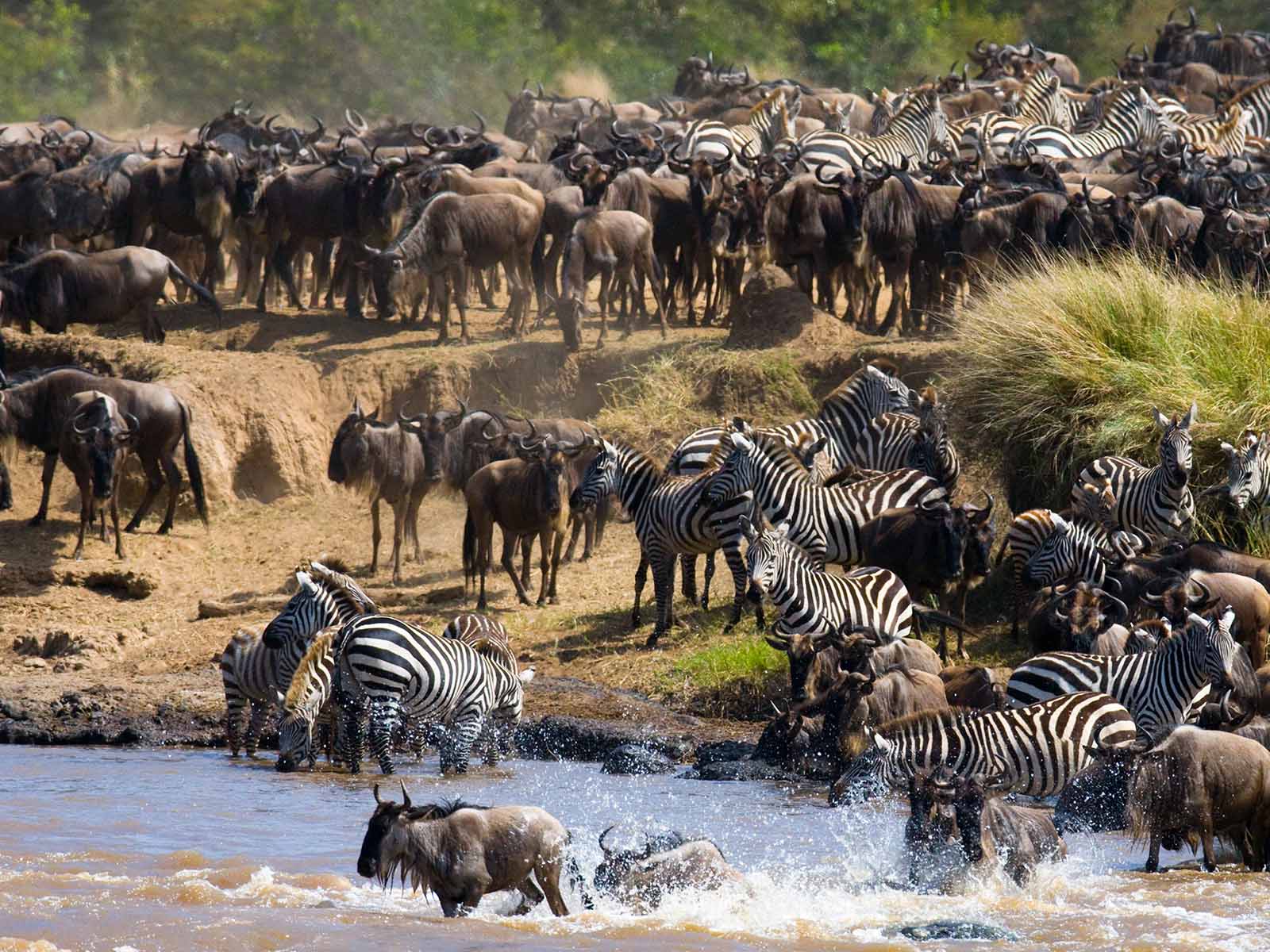 6 Days Amboseli and Masai Mara Safari