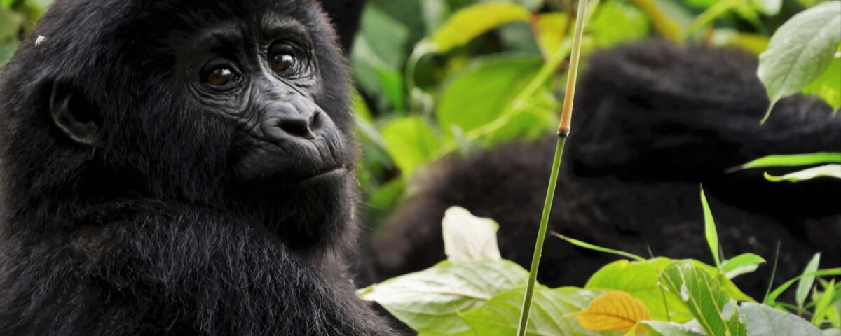 Uganda Gorilla Trekking Safari Cost in 2026 