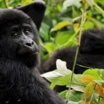 Uganda Gorilla Trekking Safari Cost in 2026 