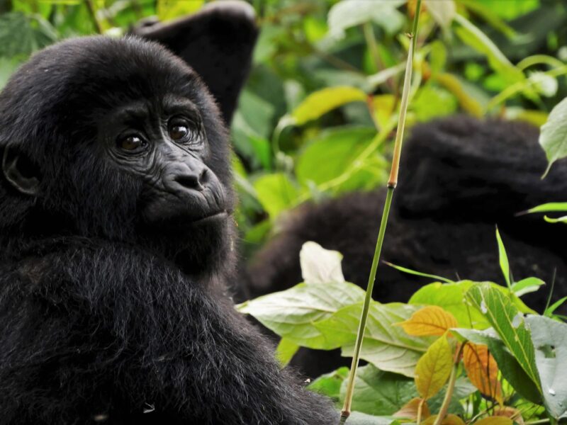 Uganda Gorilla Trekking in Rwanda
