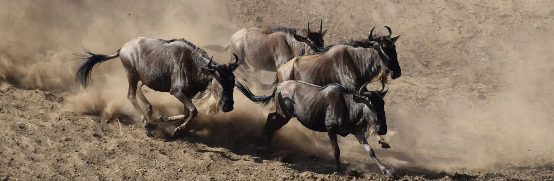 5 Days Kenya Wildlife Safari