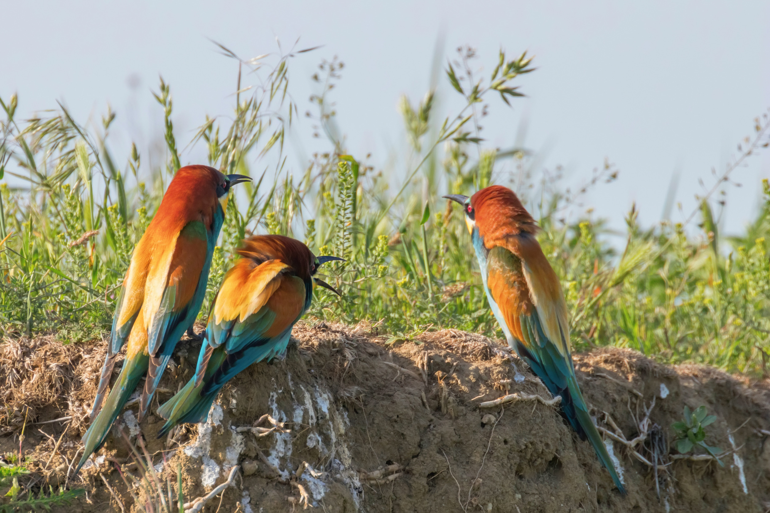 Birding in Uganda and Kenya 2026