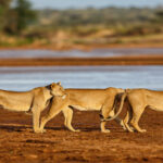 5 Days Samburu Wildlife Safari