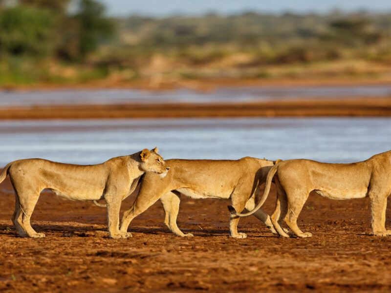 5 Days Samburu Wildlife Safari