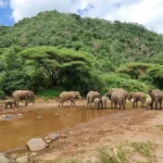 11-Day Unveiling Tanzania's Natural Wonders Comfort