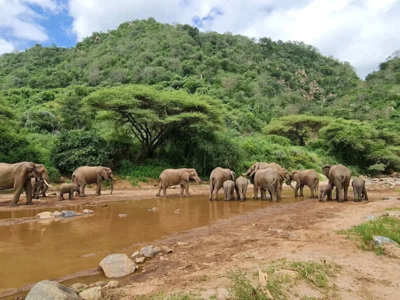 11-Day Unveiling Tanzania's Natural Wonders Comfort