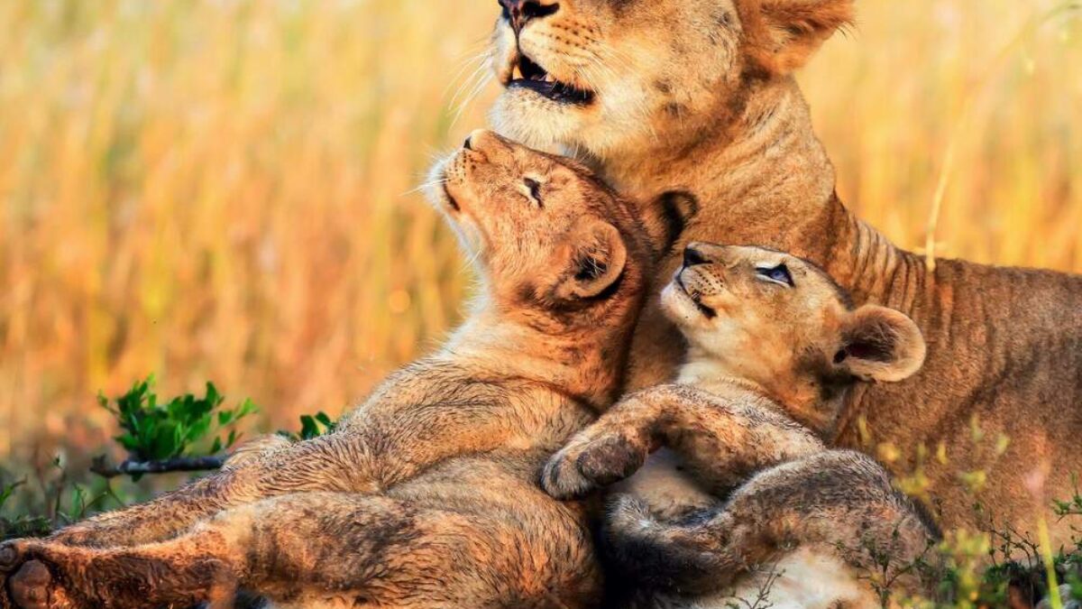 14 Days Kenya Premium Safari Adventure