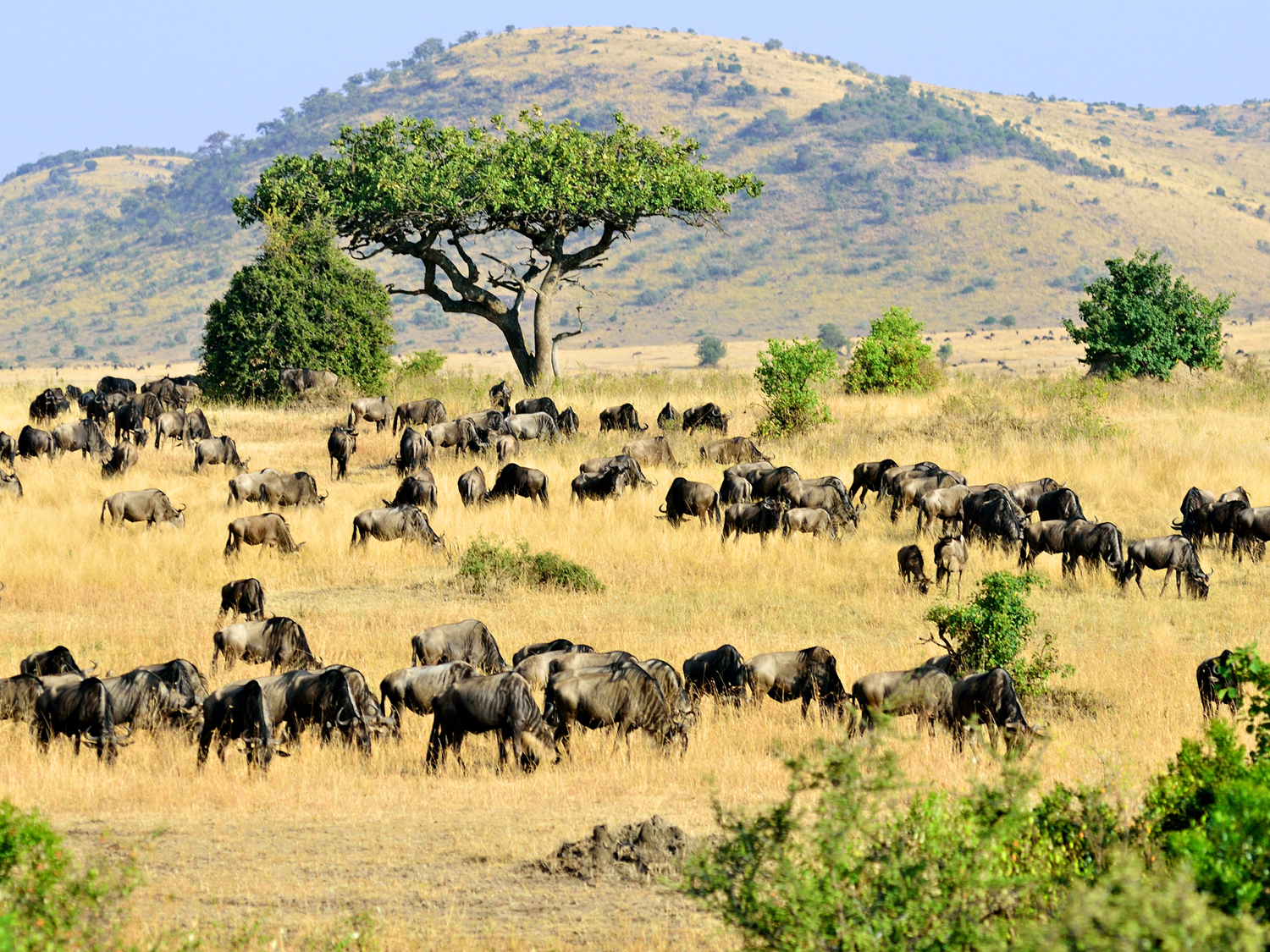 14 Days Kenya Ultimate Wildlife Experience