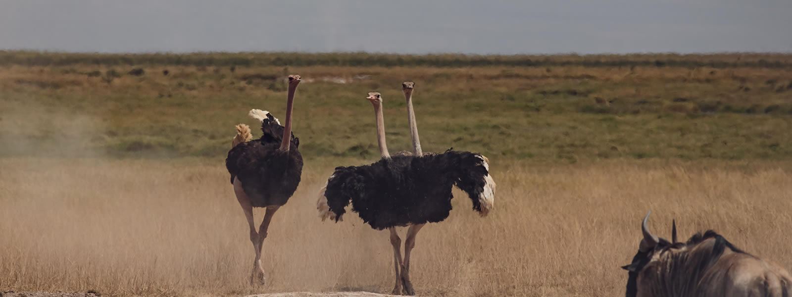 8-Day Tanzania Birding Safari Wildlife Holiday Expedition Tour