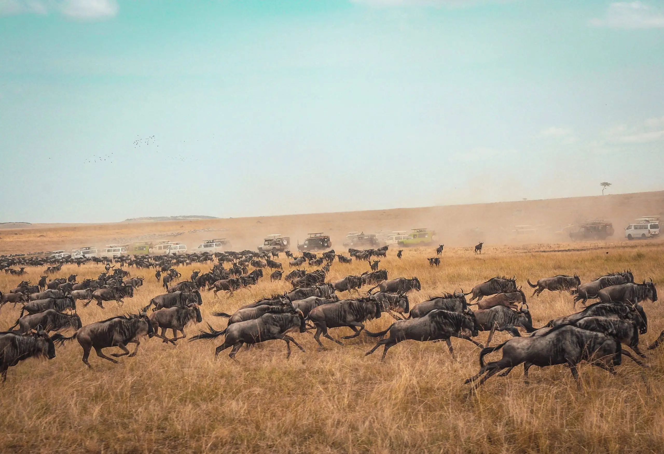 9-Day Mid Range Serengeti Wildebeest Migration