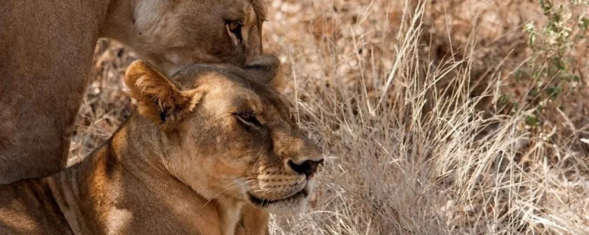9-Day Ultimate Tanzania Wildlife Safari